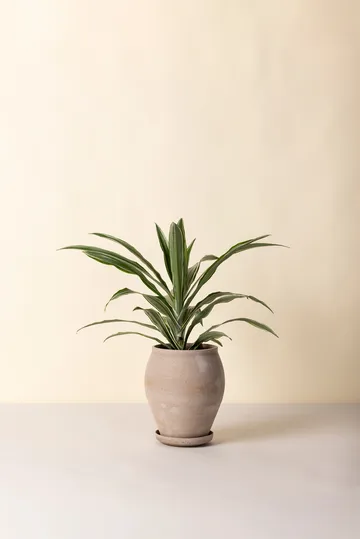 Delphi Topf mit Untersetzer 2-teilig - Grey, Ø22 cm, hoch - Bergs Potter