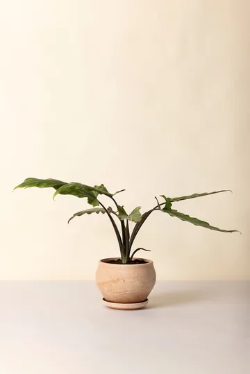 Delphi Topf mit Untersetzer 2-teilig - Rosa, Ø24 cm, niedrig - Bergs Potter