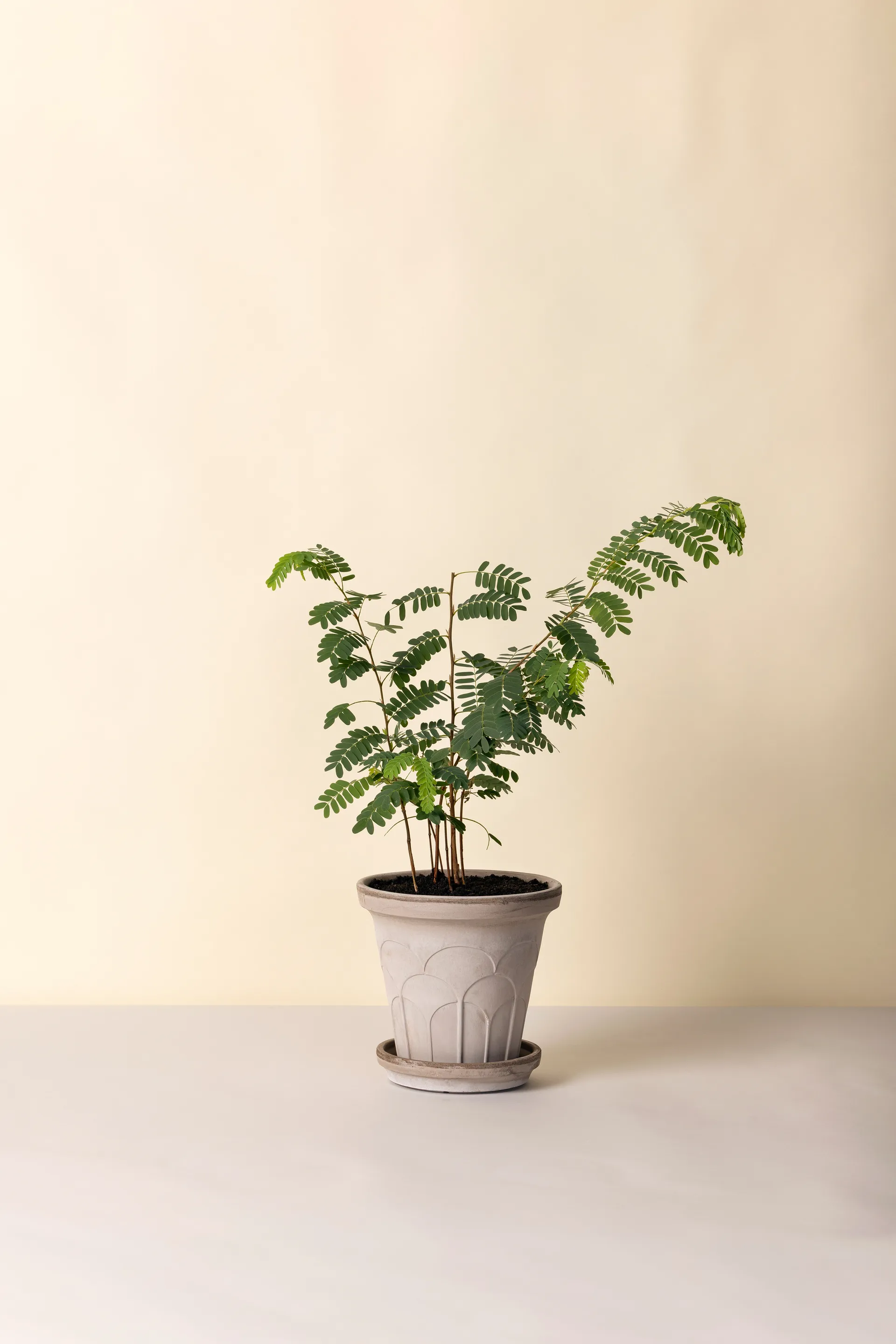 Fleur Übertopf mit Untersetzer 2-teilig, Grey, Ø21 cm Bergs Potter