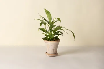 Fleur Übertopf mit Untersetzer 2-teilig - Rosa, Ø16 cm - Bergs Potter