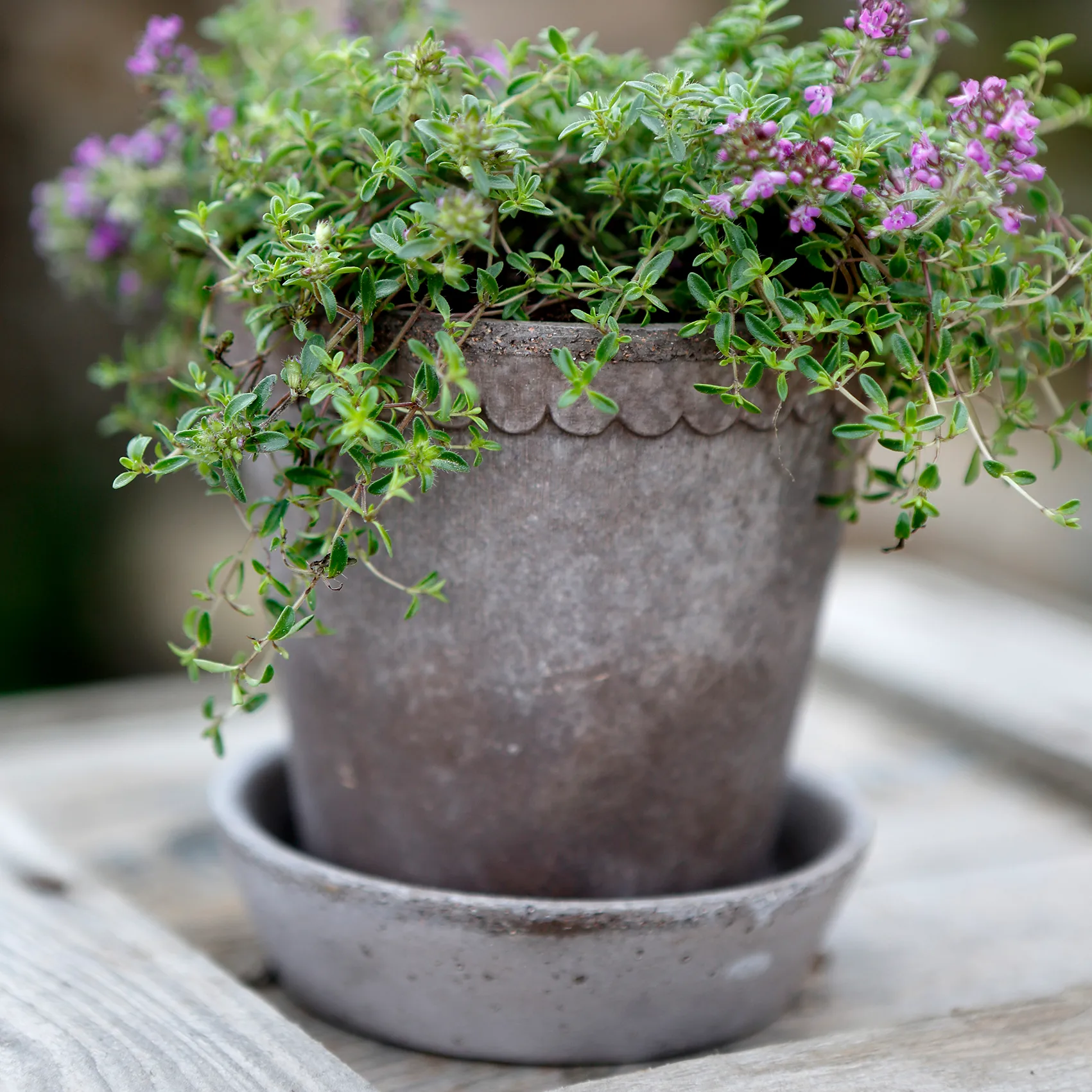 Helena Blumentopf Ø10 cm, Grau Bergs Potter