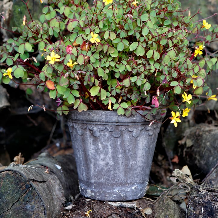 Kopenhagen Blumentopf Ø16cm, Grau Bergs Potter