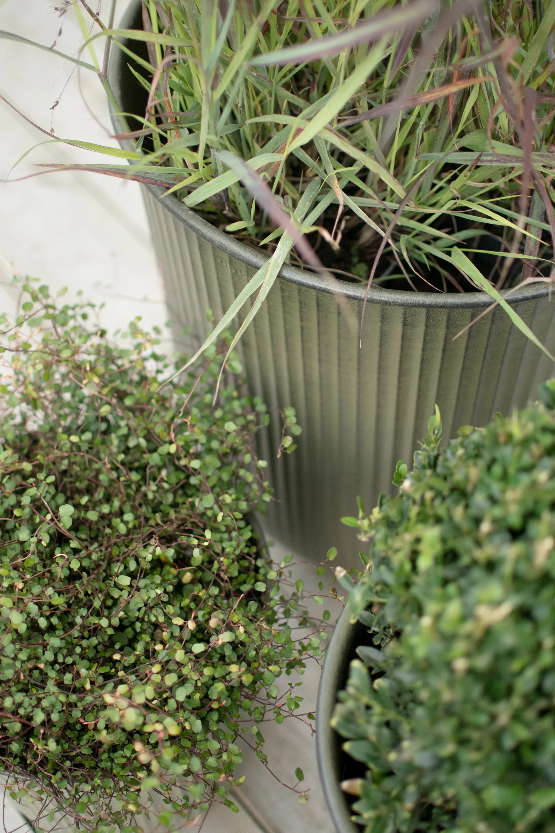 Out stripe Blumentopf 3er Pack, Green DBKD