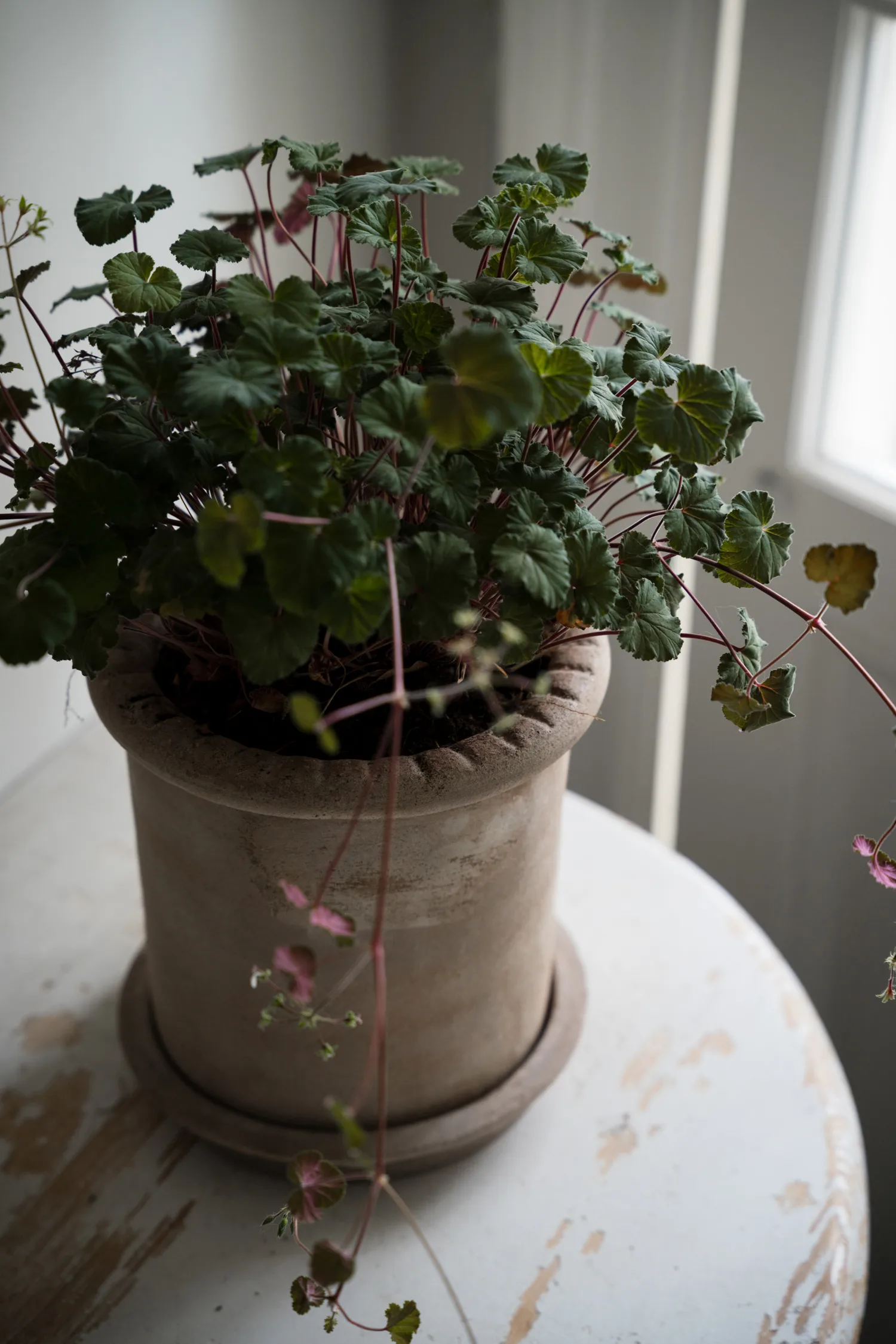 Ernst Terrakotta-Topf mit Untersetzer, Ø20×20 cm ERNST