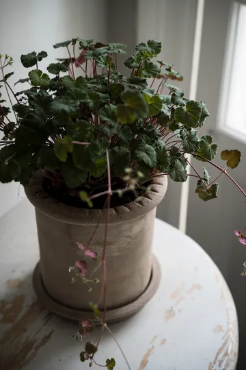 Ernst Terrakotta-Topf mit Untersetzer - Ø20×20 cm - ERNST