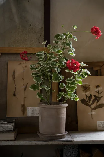 Ernst Terrakotta-Topf mit Untersetzer - Ø20×20 cm - ERNST