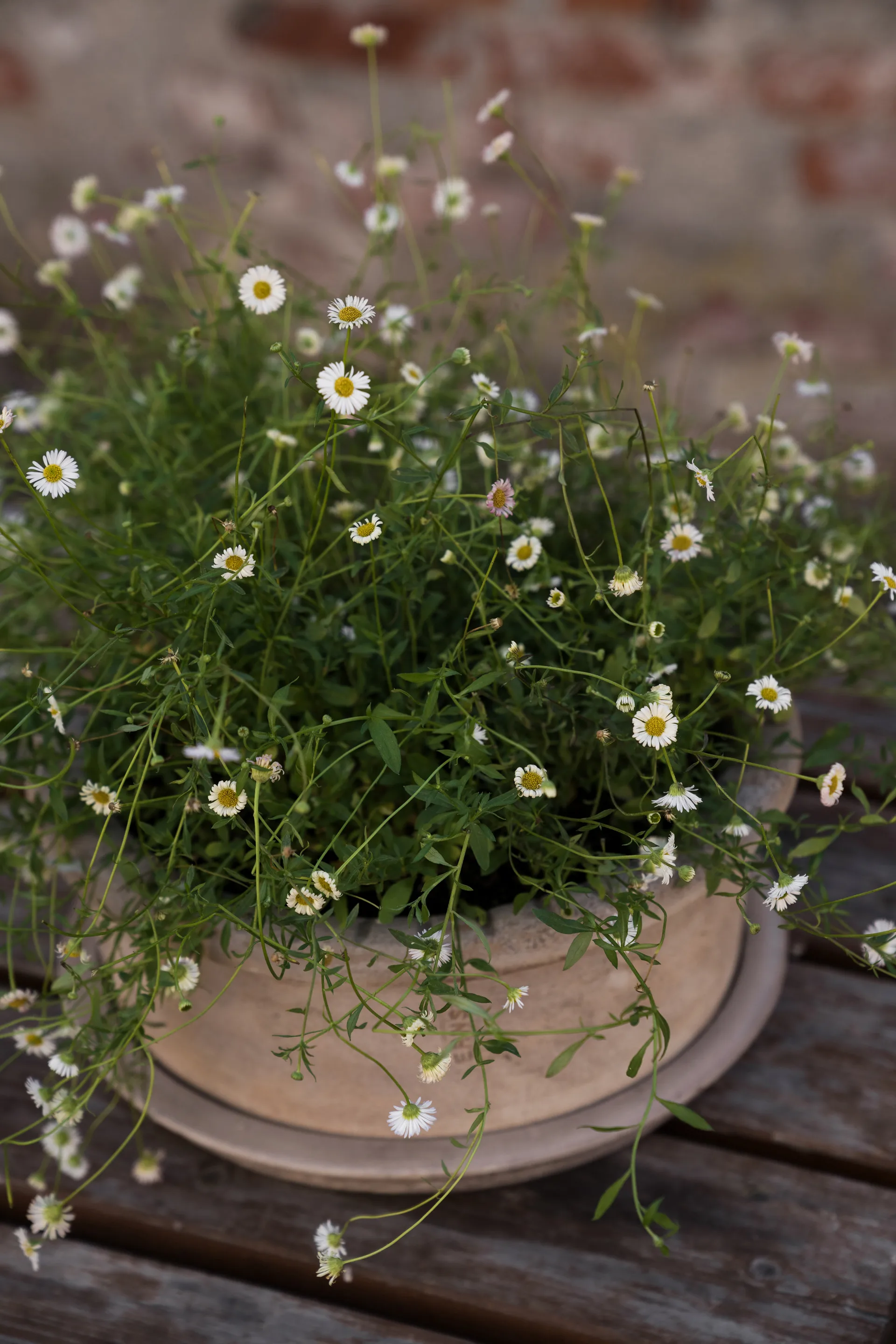 Ernst Terrakotta-Topf mit Untersetzer, Ø33×12 cm ERNST