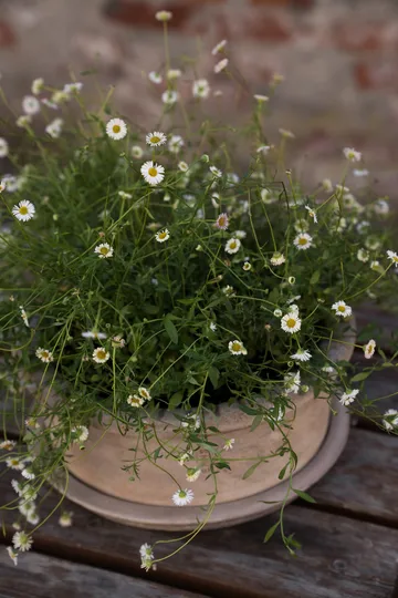 Ernst Terrakotta-Topf mit Untersetzer - Ø33×12 cm - ERNST