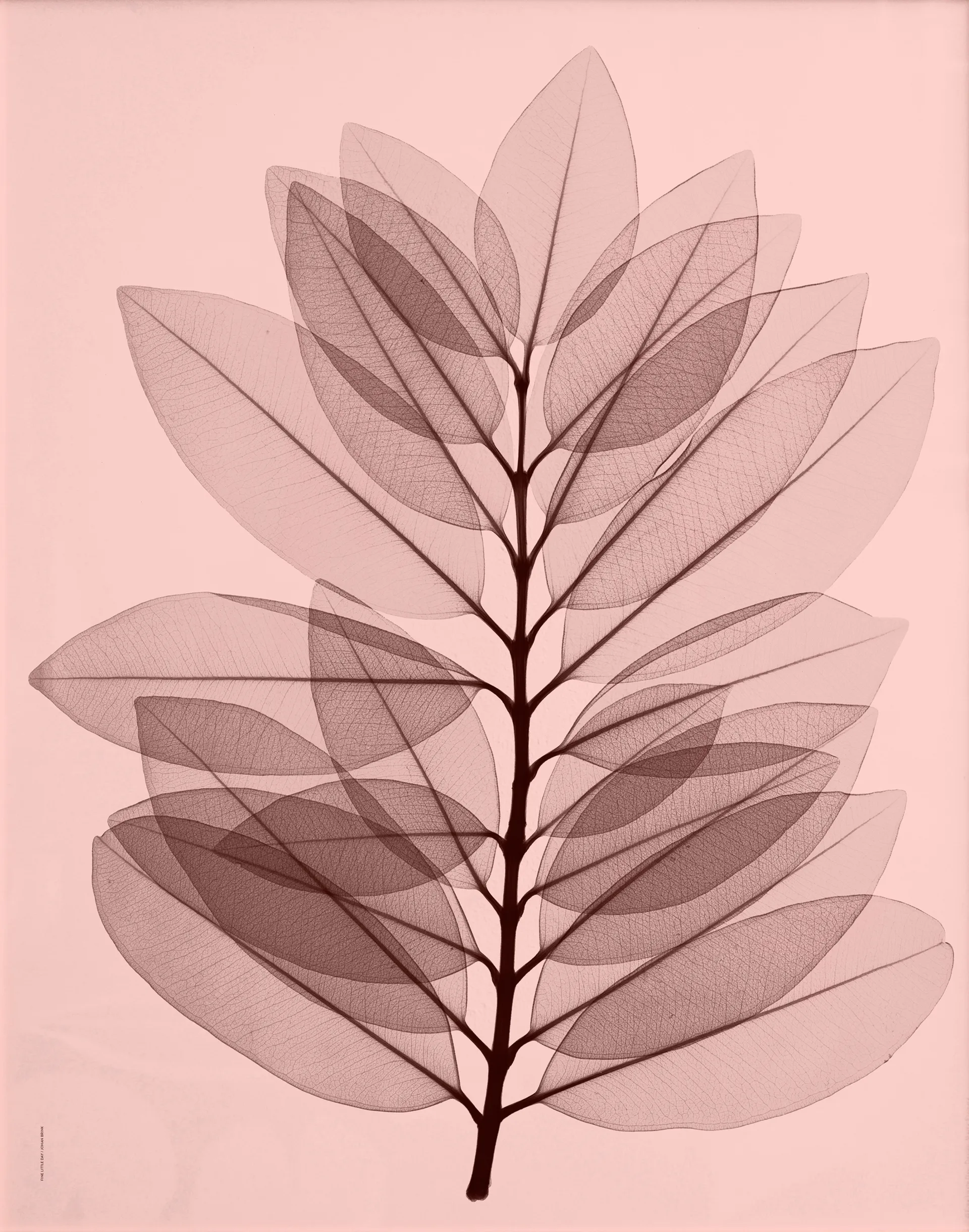 Metrosideros excelsea Poster, 40 x 50cm Fine Little Day