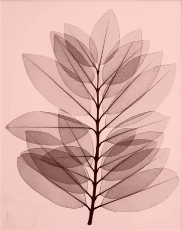 Metrosideros excelsea Poster - 40 x 50cm - Fine Little Day