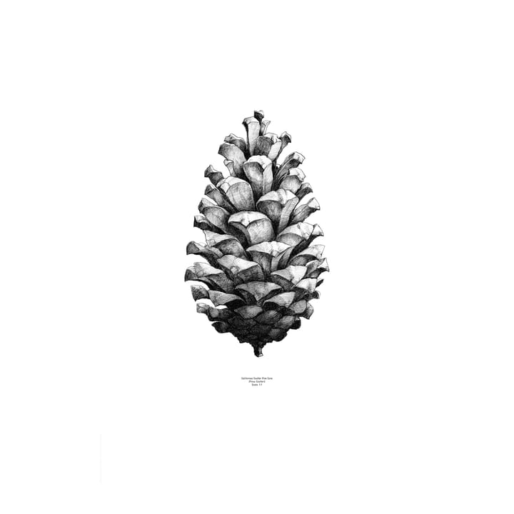 1:1 Pine Cone Poster, Weiß, 50 x 70cm Paper Collective