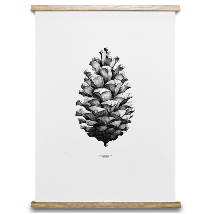 1:1 Pine Cone Poster, Weiß, 50 x 70cm Paper Collective