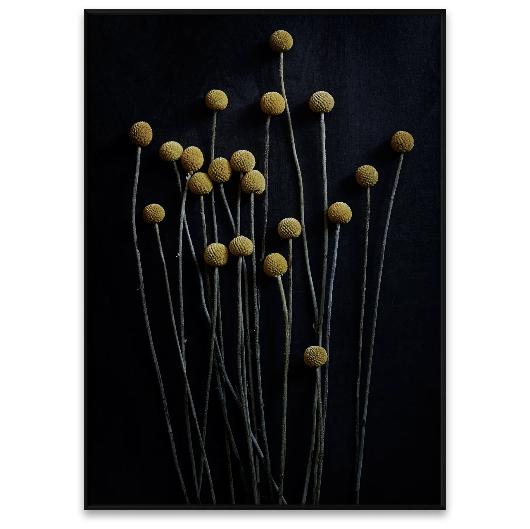 Still Life 01 Yellow Drumsticks Poster, 50 x 70cm Paper Collective