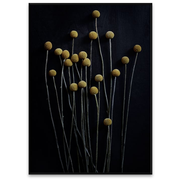 Still Life 01 Yellow Drumsticks Poster, 50 x 70cm Paper Collective