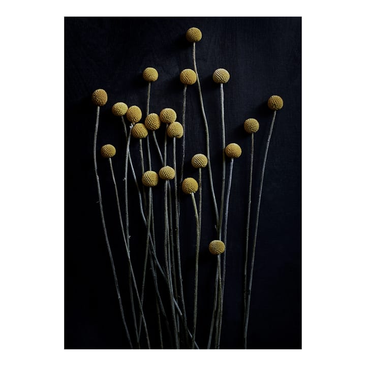 Still Life 01 Yellow Drumsticks Poster, 50 x 70cm Paper Collective
