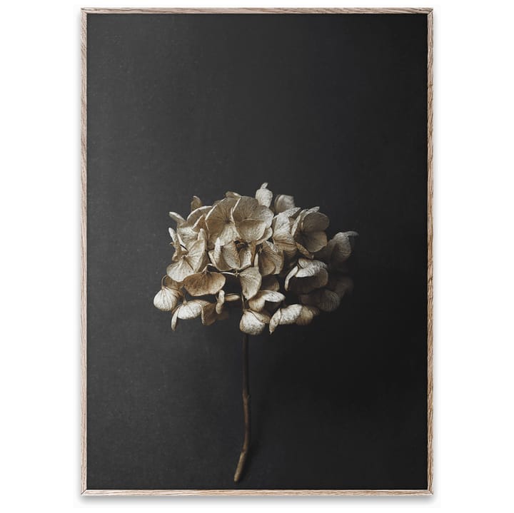 Still Life 04 Hydrangea Poster, 50 x 70cm Paper Collective