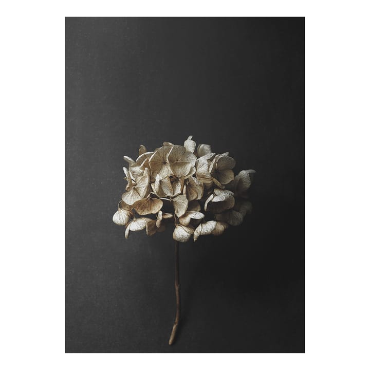 Still Life 04 Hydrangea Poster - 50 x 70cm - Paper Collective