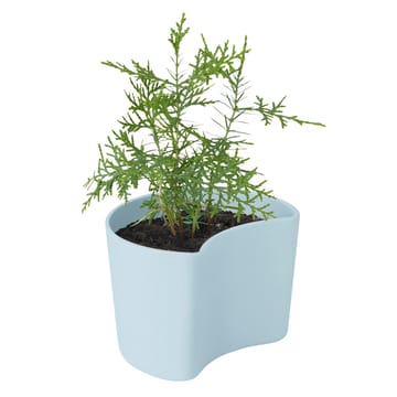 YOUR TREE Blumentopf mit Samen - Blau (Tall) - RIG-TIG