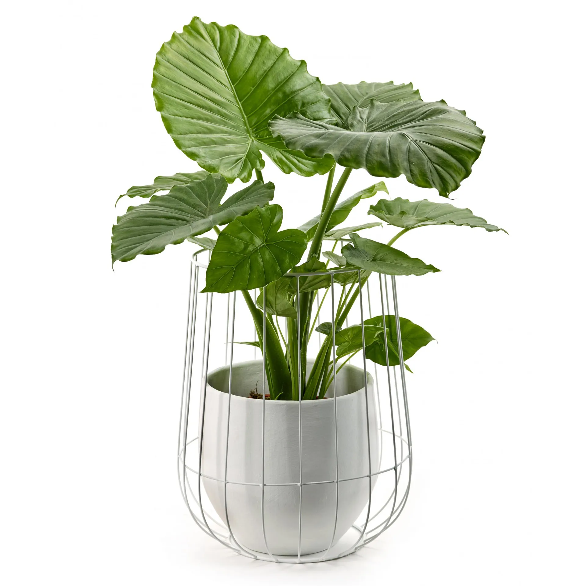 Serax Blumentopf in Korb Ø37 cm h46 cm, White Serax